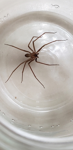 Apache Recluse