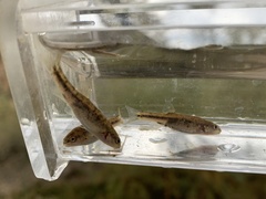 Rhinichthys osculus 6