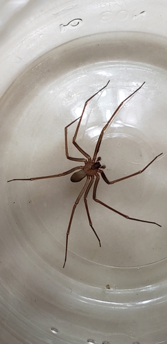 Apache Recluse
