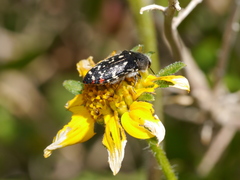 Acmaeodera rubronotata