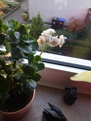 Kalanchoe blossfeldiana