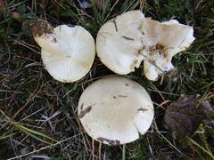 Russula exalbicans