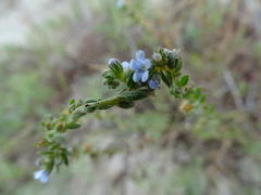 Lappula occidentalis