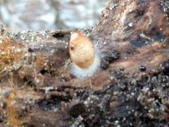 Sphaerobolus stellatus