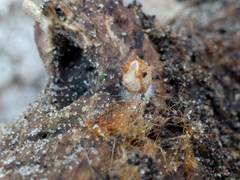 Sphaerobolus stellatus