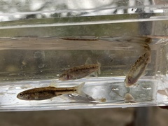 Rhinichthys osculus 6