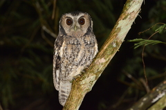 Megascops sanctaecatarinae