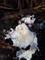 Trechispora mollusca