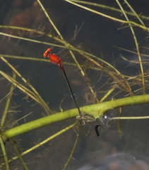 Pseudagrion pilidorsum