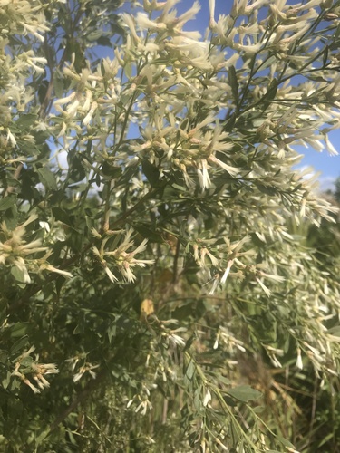Baccharis halimifolia image
