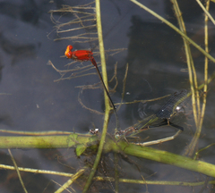 Pseudagrion pilidorsum