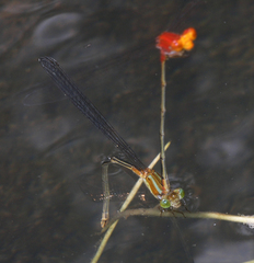 Pseudagrion pilidorsum