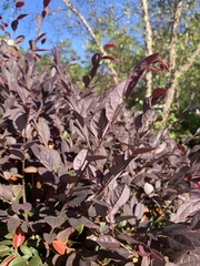 Loropetalum