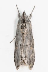 Cucullia laetifica