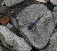 Trithemis festiva