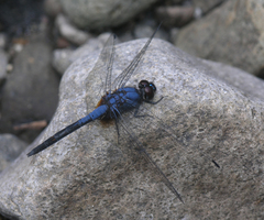Trithemis festiva