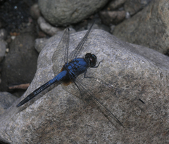 Trithemis festiva