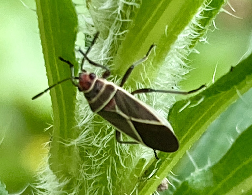 Ochrimnus limbatipennis