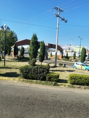 Cupressus