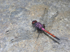 Trithemis lilacina