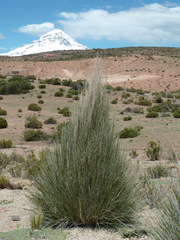 Festuca chrysophylla