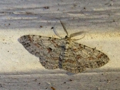Iridopsis defectaria