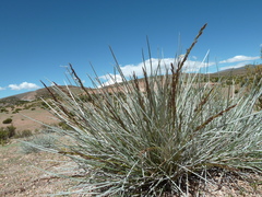 Festuca chrysophylla