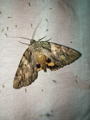 Catocala subnata