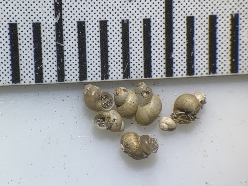 Oasis Valley Springsnail