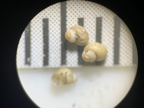 Oasis Valley Springsnail