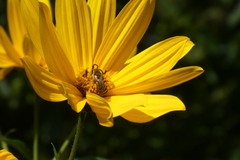 Halictus scabiosae