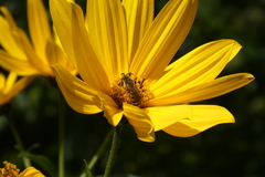 Halictus scabiosae