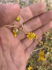 Grindelia fraxinipratensis