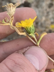 Grindelia fraxinipratensis