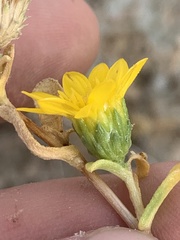 Grindelia fraxinipratensis