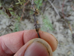 Lappula occidentalis