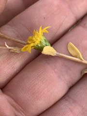 Grindelia fraxinipratensis