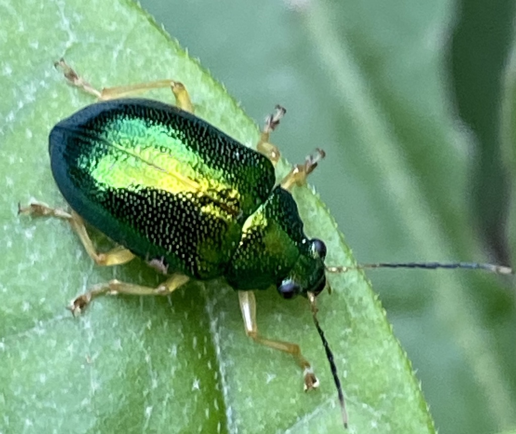 Colaspis laeta