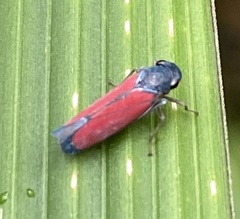 Cardioscarta flavifrons