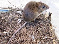 Marsh Oryzomys photo 2
