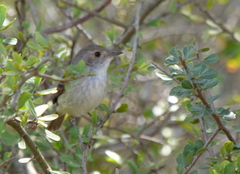 Euscarthmus meloryphus
