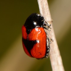 Urodera dilaticollis