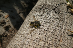 Anthidium manicatum