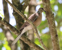 Streptopelia chinensis