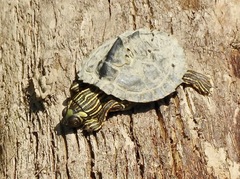 Graptemys pearlensis