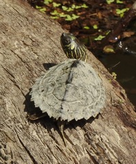 Graptemys pearlensis