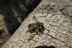 Anthidium manicatum