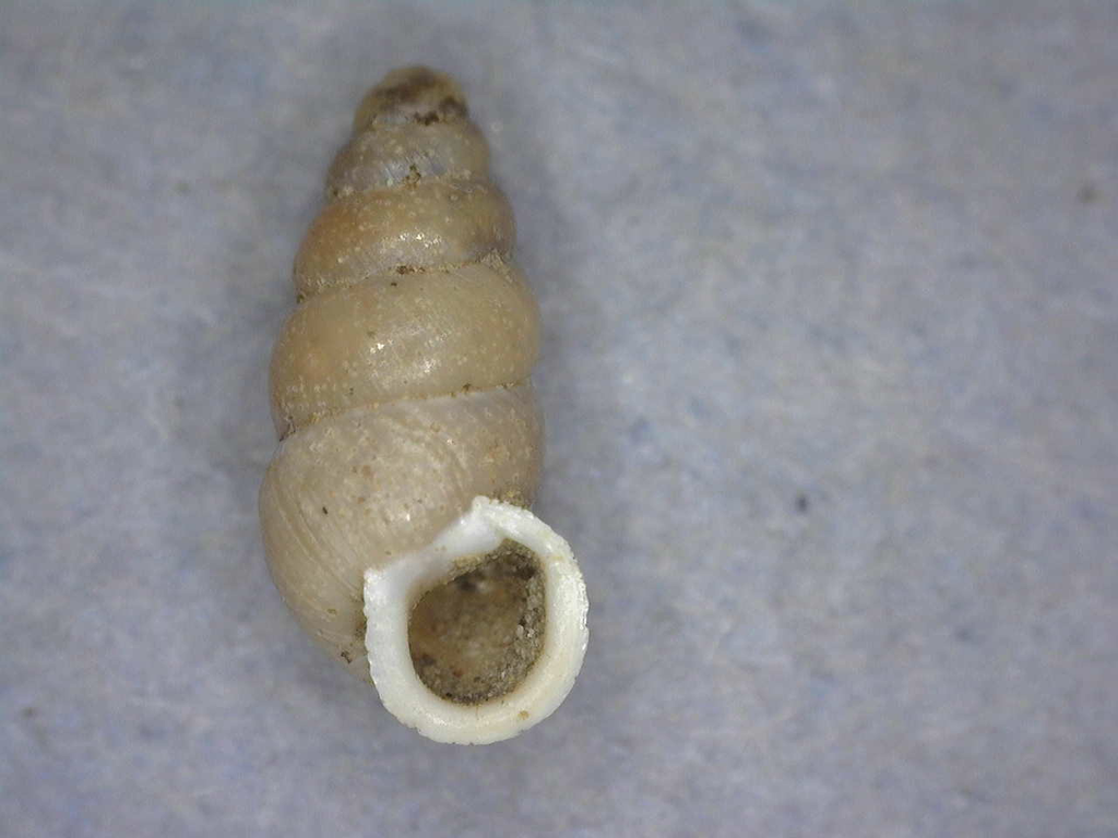 White-lip Dagger