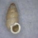 Pupoides albilabris - Photo (c) Phil Liff-Grieff,  זכויות יוצרים חלקיות (CC BY-NC-SA), הועלה על ידי Phil Liff-Grieff