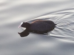 Fulica atra